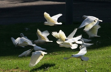 Corellas